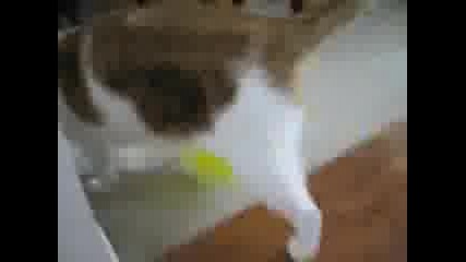 Наелектризирана котка срещу балон 