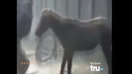Разбеснял се кон 