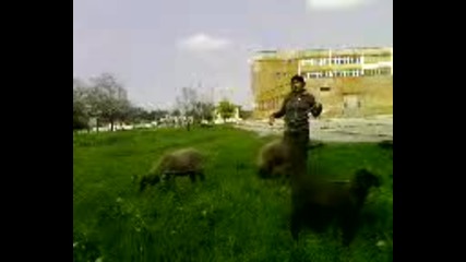 Видео-0016