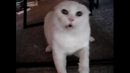 Don 39 t pet this Kitty Pt 2 