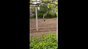 Сезираха прокуратурата в Разград за незаконно отчуждаване на защитени животни