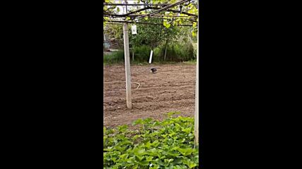Сезираха прокуратурата в Разград за незаконно отчуждаване на защитени животни