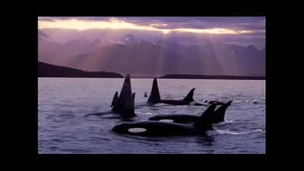 sinfonia de ballenas