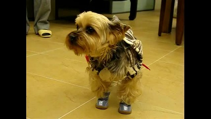 Куче в чизми