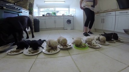 10 малки кученца за първи път ядат твърда храна !
