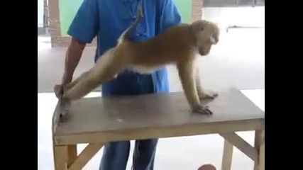 Маймуна бодибилдър
