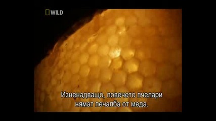 Нашествие Пчели - убийци 3