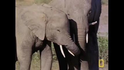 Слонове в траур 
