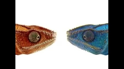 Red vs Blue 