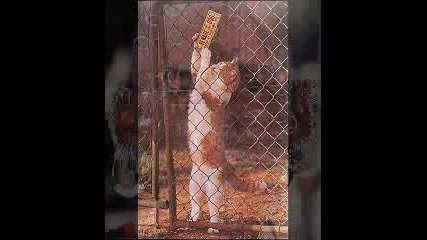 Fun Pics.flv