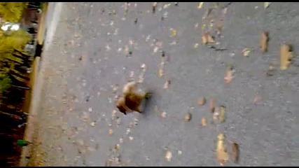 Вивиан в парка