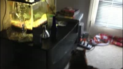 Котка и риба