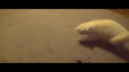 Лудо коте срещу хеликоптер (смях)