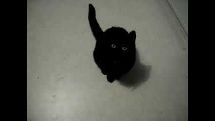 My hungry cat talking 