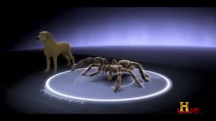 Камила паяци и други големи паякообразни ( документален филм ;)