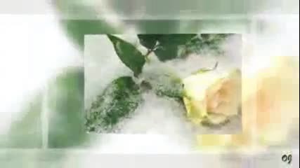 Flowers in The Snow - A little relaxation
