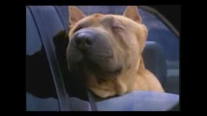 Shar Pei V Audi