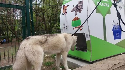 Кметът Николов и д-р Митев показаха как работи първия по рода си кучемат