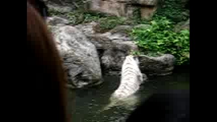 Bial Tigar