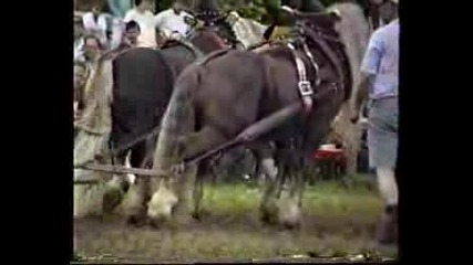 Heavy draft horse pull 1.flv