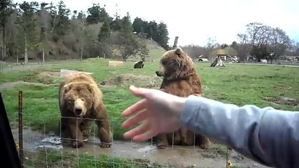 Голям Смях! Вижте как мечките приветстват хората в един зоопарк! :-)