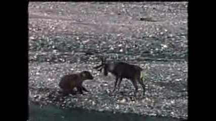 Страшен бой между елен и мечка!!! 