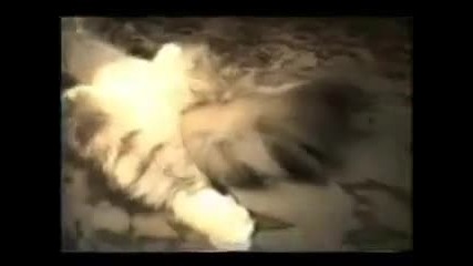 8 Минути Гарантиран Смях С Котки 