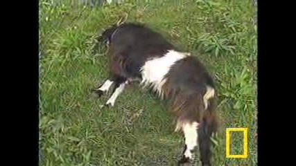 Fainting goat - National Geographic