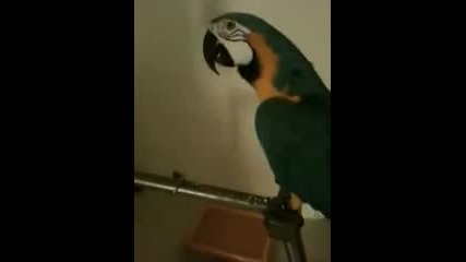 papagal kazva (what The Fuck)