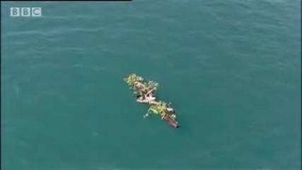 Green iguana epic journey - Wild Caribbean - Bbc Nature 