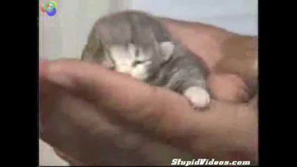 Двуглаво котенце 