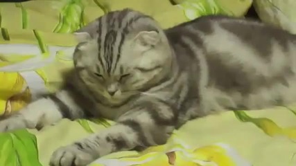 Уморено Котенце Заспива - Смях