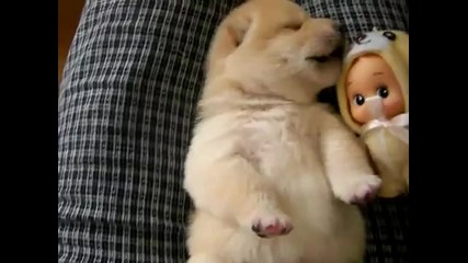 Много сладко кученце сънува кошмари 