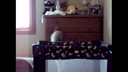Clever Cat 20