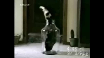 Смешна котка се навря в стъклено шише !