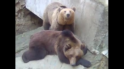 мечки в Айтос