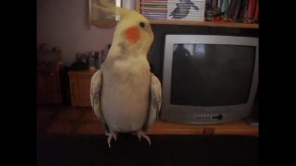 sat 