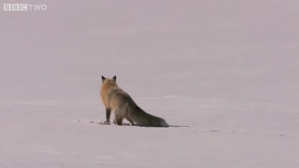 Hd: Лисица На Лов В Снега 