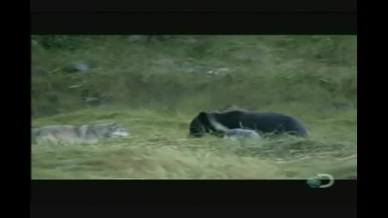 Вълци нападат кафява мечка в Аляска!