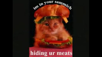 Много Смешни Котки!