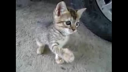 Котка си играе с човек