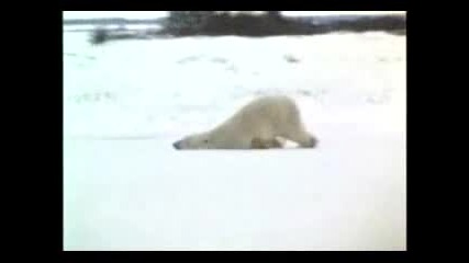 Funny Animals :d:d