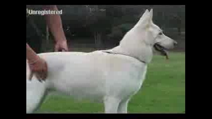 Куче Тренира