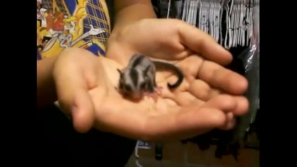 Baby Sugar Glider 