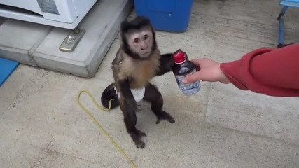 Маймунка си купува сок от автомат