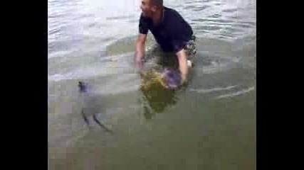 Шаран 22кг