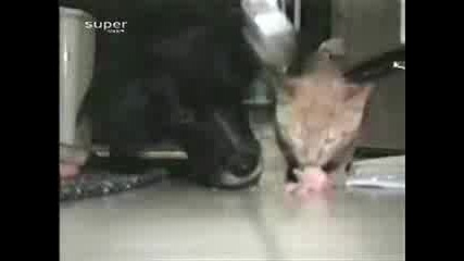 Кои е шефа ? 