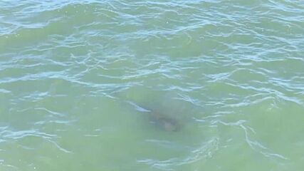 Уникални кадри: Девет редки безперки морски свине играят във водите на Яндзъ