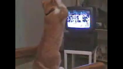 Котка гледа бокс по телевизора и се прави на боксьор