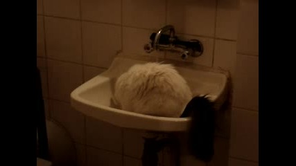 Котката